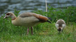 Link to Video | fauna, Alopochen, Egyptian Goose, zoology