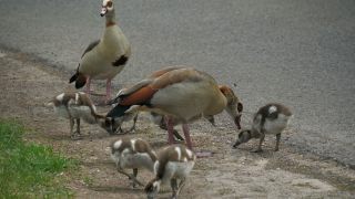 Link to Video | fauna, Alopochen, Egyptian Goose, zoology