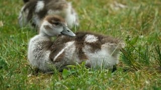 Link to Video | fauna, Alopochen, Egyptian Goose, zoology