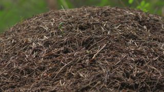 Link to Video | Ameisenstaat, fauna, Formica, forest, Formicidae, nature, ant colony