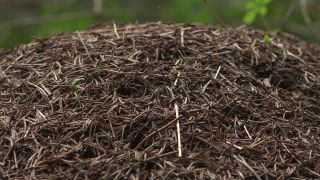 Link to Video | Ameisenstaat, fauna, Formica, forest, Formicidae, nature, ant colony