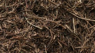 Link to Video | Ameisenstaat, fauna, Formica, forest, Formicidae, nature, ant colony