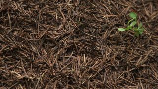 Link to Video | Ameisenstaat, fauna, Formica, forest, Formicidae, nature, ant colony