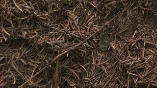 Link to Video | Ameisenstaat, fauna, Formica, forest, Formicidae, nature, ant colony