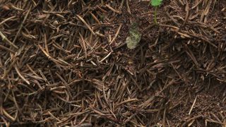 Link to Video | Ameisenstaat, fauna, Formica, forest, Formicidae, nature, ant colony