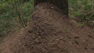 Link to Video | Ameisenstaat, fauna, Formica, forest, Formicidae, nature, ant colony