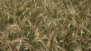 Link to Video | agriculture, cereal, field, arable farming, nature, arable land
