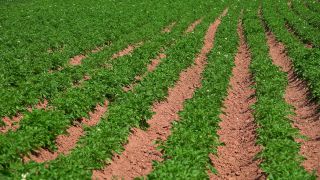 Link to Video | agriculture, cereal, field, arable farming, nature, arable land