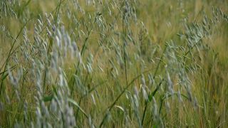 Link to Video | agriculture, cereal, field, arable farming, nature, arable land