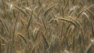 Link to Video | agriculture, cereal, field, arable farming, nature, arable land