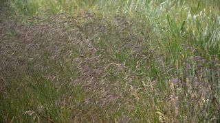 Link to Video | agriculture, cereal, field, arable farming, nature, arable land