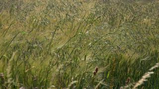 Link to Video | agriculture, cereal, field, arable farming, nature, arable land