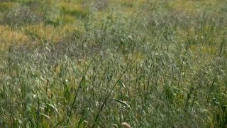 Link to Video | agriculture, cereal, field, arable farming, nature, arable land