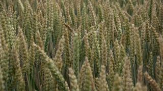 Link to Video | agriculture, cereal, field, arable farming, nature, arable land