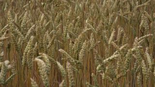 Link to Video | agriculture, cereal, field, arable farming, nature, arable land