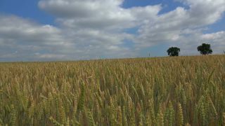 Link to Video | landscape, agriculture, territorial entity, landscape element, field, landform, economic sector, nature