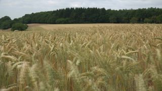 Link to Video | landscape, agriculture, territorial entity, landscape element, field, landform, economic sector, nature