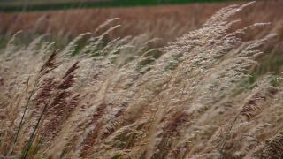 Link to Video | landscape, agriculture, territorial entity, landscape element, field, landform, economic sector, nature