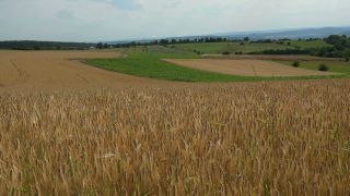 Link to Video | agriculture, cereal, field, Landwirtschaft, arable farming, agricultural land