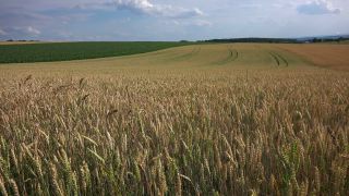 Link to Video | agriculture, cereal, field, Landwirtschaft, arable farming, agricultural land