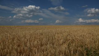 Link to Video | agriculture, cereal, field, Landwirtschaft, arable farming, agricultural land