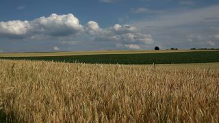 Link to Video | agriculture, cereal, field, Landwirtschaft, arable farming, agricultural land