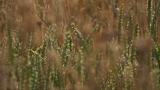 Link to Video | agriculture, cereal, field, Landwirtschaft, arable farming, agricultural land