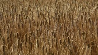 Link to Video | agriculture, cereal, field, Landwirtschaft, arable farming, agricultural land