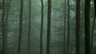Link to Video | tree, Waldzustand, Waldzustandsbericht, fog, ecosystem, forest, woody plant, nature
