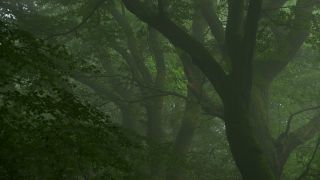 Link to Video | tree, Waldzustand, Waldzustandsbericht, fog, ecosystem, forest, woody plant, nature