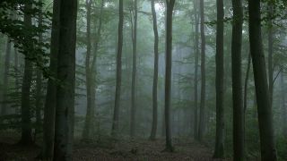 Link to Video | tree, Waldzustand, Waldzustandsbericht, fog, ecosystem, forest, woody plant, nature