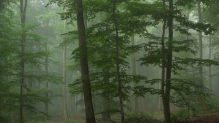 Link to Video | tree, Waldzustand, Waldzustandsbericht, fog, ecosystem, forest, woody plant, nature