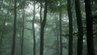 Link to Video | tree, Waldzustand, Waldzustandsbericht, fog, ecosystem, forest, woody plant, nature