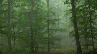 Link to Video | tree, Waldzustand, Waldzustandsbericht, fog, ecosystem, forest, woody plant, nature