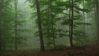 Link to Video | tree, Waldzustand, Waldzustandsbericht, fog, ecosystem, forest, woody plant, nature