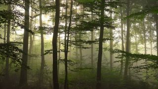 Link to Video | tree, Waldzustand, Waldzustandsbericht, fog, ecosystem, forest, woody plant, nature
