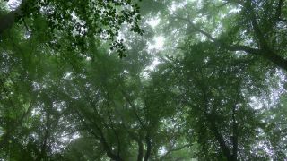 Link to Video | tree, Waldzustand, Waldzustandsbericht, fog, ecosystem, forest, woody plant, nature