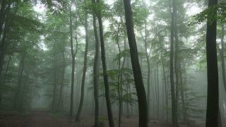 Link to Video | tree, Waldzustand, Waldzustandsbericht, fog, ecosystem, forest, woody plant, nature