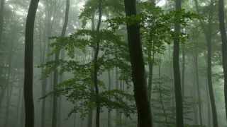 Link to Video | tree, Waldzustand, Waldzustandsbericht, fog, ecosystem, forest, woody plant, nature