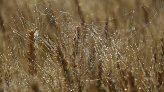 Link to Video | agriculture, cereal, drop, field, Landwirtschaft