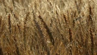 Link to Video | agriculture, cereal, drop, field, Landwirtschaft