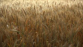 Link to Video | agriculture, cereal, drop, field, Landwirtschaft