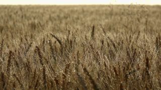 Link to Video | agriculture, cereal, drop, field, Landwirtschaft
