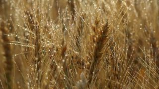 Link to Video | agriculture, cereal, drop, field, Landwirtschaft