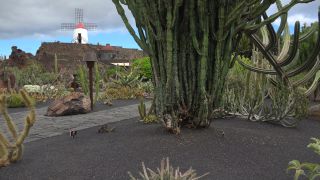 Link to Video | landscape, tourist destination, Cactaceae, landscape element, botanical garden, Jardín de Cactus, Lanzarote, Spain, tourist attraction, Canary Islands, nature, point of interest