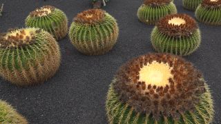 Link to Video | landscape, tourist destination, Cactaceae, landscape element, botanical garden, Jardín de Cactus, Lanzarote, Spain, tourist attraction, Canary Islands, nature, point of interest