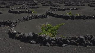 Link to Video | landscape, volcanic island, natural landscape, Spanish wine, La Geria, Lanzarote, Vitis, wine-producing region, island, viticulture, Lanzarote, Canary Islands, nature, Lanzarote
