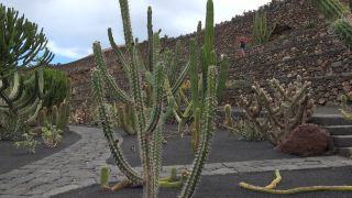 Link to Video | landscape, tourist destination, Cactaceae, landscape element, botanical garden, Jardín de Cactus, Lanzarote, Spain, tourist attraction, Canary Islands, nature, point of interest