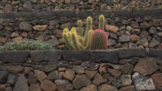Link to Video | landscape, tourist destination, Cactaceae, landscape element, botanical garden, Jardín de Cactus, Lanzarote, Spain, tourist attraction, Canary Islands, nature, point of interest