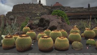 Link to Video | landscape, tourist destination, Cactaceae, landscape element, botanical garden, Jardín de Cactus, Lanzarote, Spain, tourist attraction, Canary Islands, nature, point of interest